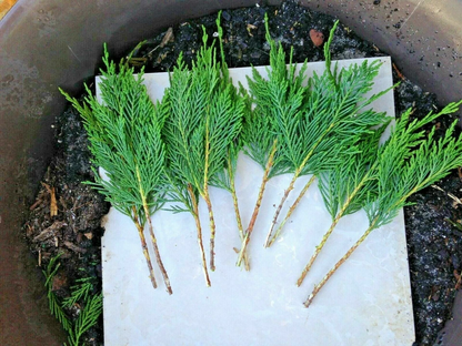 Leyland Cypress Tree Cuttings for Planting – 7–8 Inch Unrooted Evergreen Stems, Privacy Screen Conifer