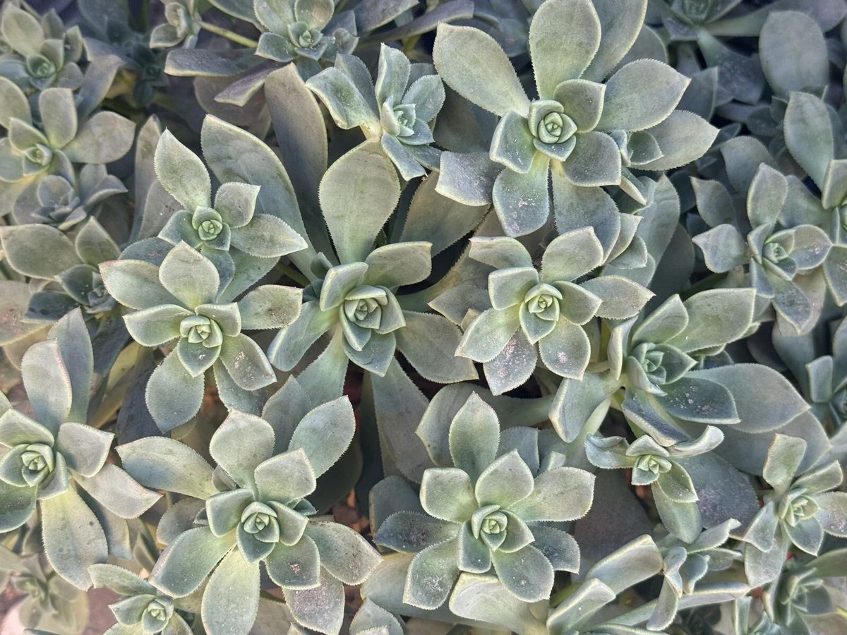 Set of 4 Aeonium Haworthii Succulent Cuttings – Green Rosette Pinwheel Succulent Propagation Plants