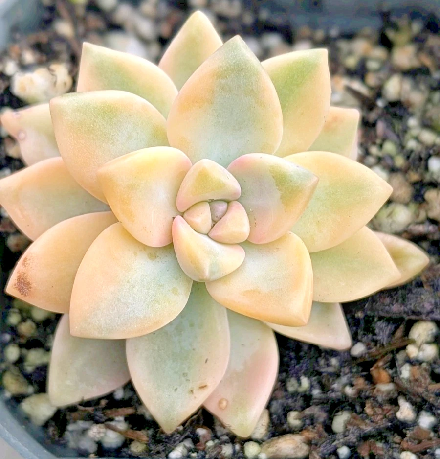 raptopetalum paraguayense ‘Jester’ – Rare 2 Inch Potted Succulent Plant – Colorful Rosette Variety Ready to Grow