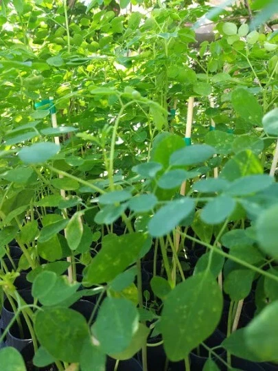 Moringa oleifera Seeds – 50 Fresh Drumstick Tree Seeds for Planting, Warm-Climate Garden, Fast-Growing Ornamental Tree