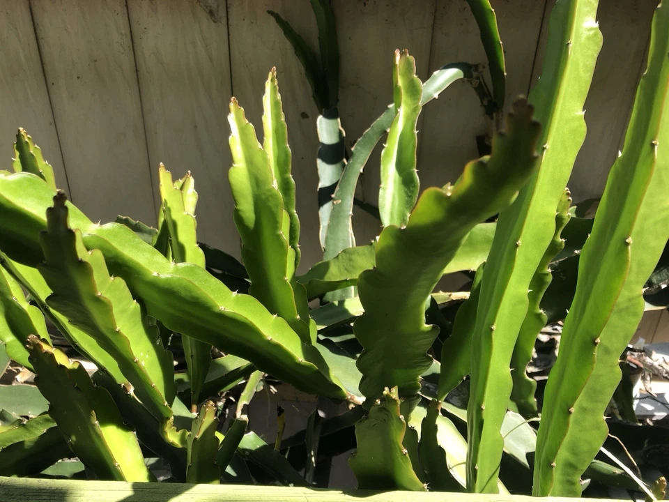 White Dragon Fruit Cuttings – 5 Live 8 Inch Dragon Fruit Plant Cuttings, Self Fertile Variety for Planting