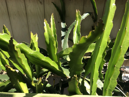 White Dragon Fruit Cuttings – 5 Live 8 Inch Dragon Fruit Plant Cuttings, Self Fertile Variety for Planting