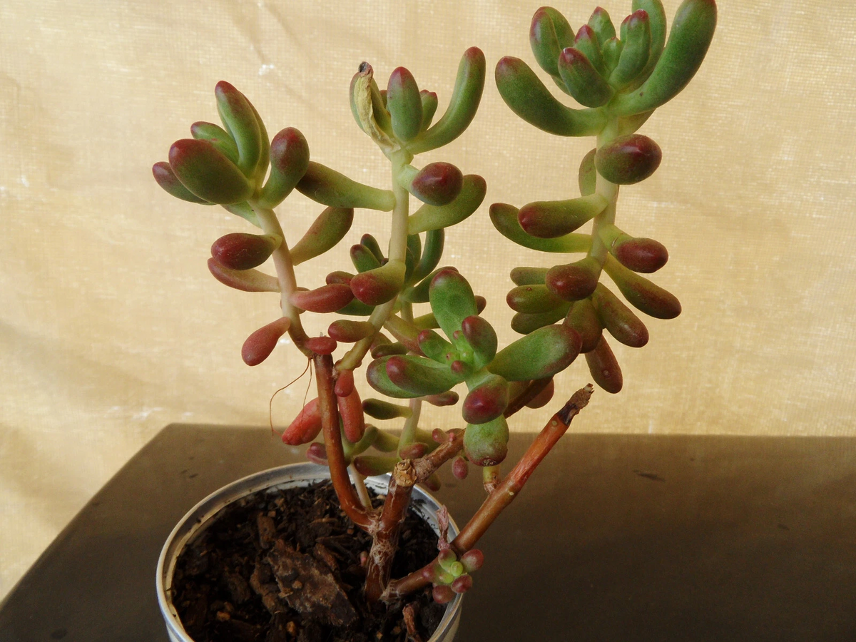 Sedum Pachyphyllum Jelly Bean Succulent Cuttings – 5 Fresh 4" Stems, Live Hardy Cuttings for Pots, Arrangements, and Propagation