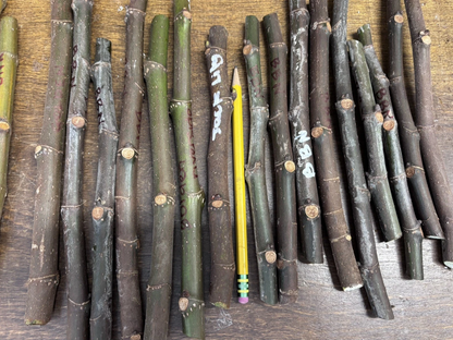 Ronde de Bordeaux Fig Cuttings – Ficus carica, Unrooted Hardwood Fig Cuttings for Propagation