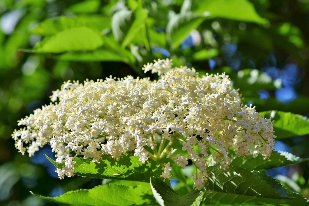 Adams Elderberry Cuttings for Planting – 12 Unrooted Sambucus canadensis Cuttings, Fruit Shrub Propagation