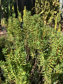 Crassula Tetragona Mini Pine Tree – 7 Live 5–8" Cuttings, Hardy Succulent Stems for Rooting, Great for Indoor Pots & Rock Gardens