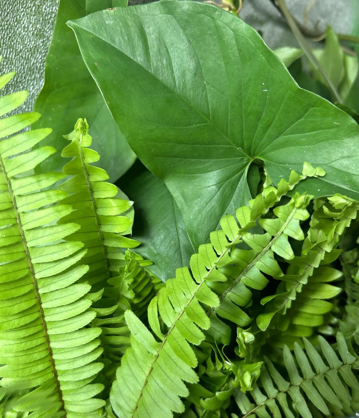 20 Rooted Cuttings Mix – Ferns & Arrowhead Plants, Healthy Live Starts for Indoor Pots, Easy-Grow Houseplant Collection