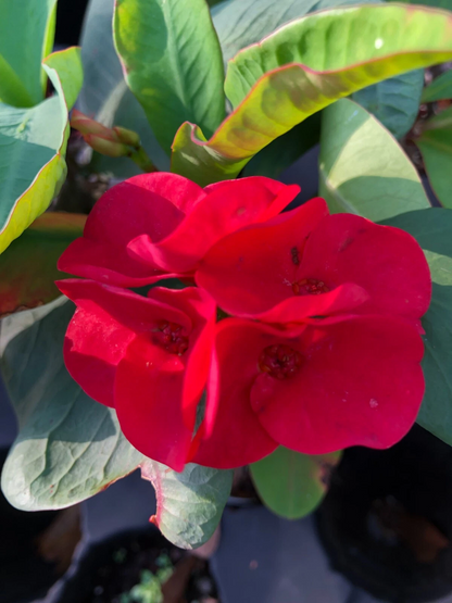 Crown of Thorns Euphorbia milii Rooted Cutting – Thai Hybrid Red Flower Succulent Plant for Planting