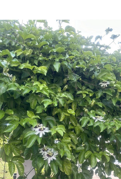 Passiflora edulis Passion Fruit Cuttings – 10 Fresh 8–10” Vine Pieces, Unrooted Plant Material for Growing Tropical Fruit Vines