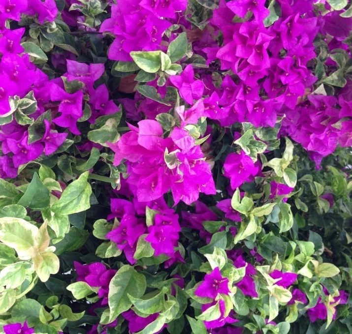 Blueberry Ice Bougainvillea Live Rooted Plants – Set of 2 Rooted Bougainvillea for Outdoor Growing