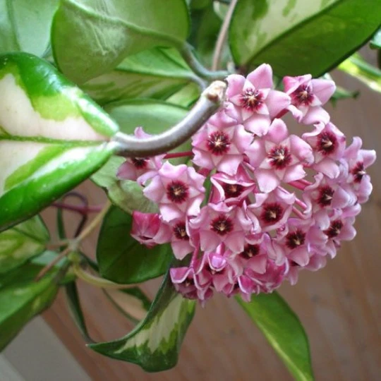 Hoya Carnosa Rubra Variegated Wax Plant – Rooted Start with Cream & Green Leaves, Indoor Trailing Houseplant