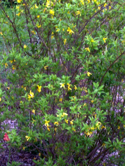 Forsythia Bush Cuttings – Set of 12 Unrooted Forsythia Cuttings 6–8 Inches Long, Flowering Shrub for Propagation