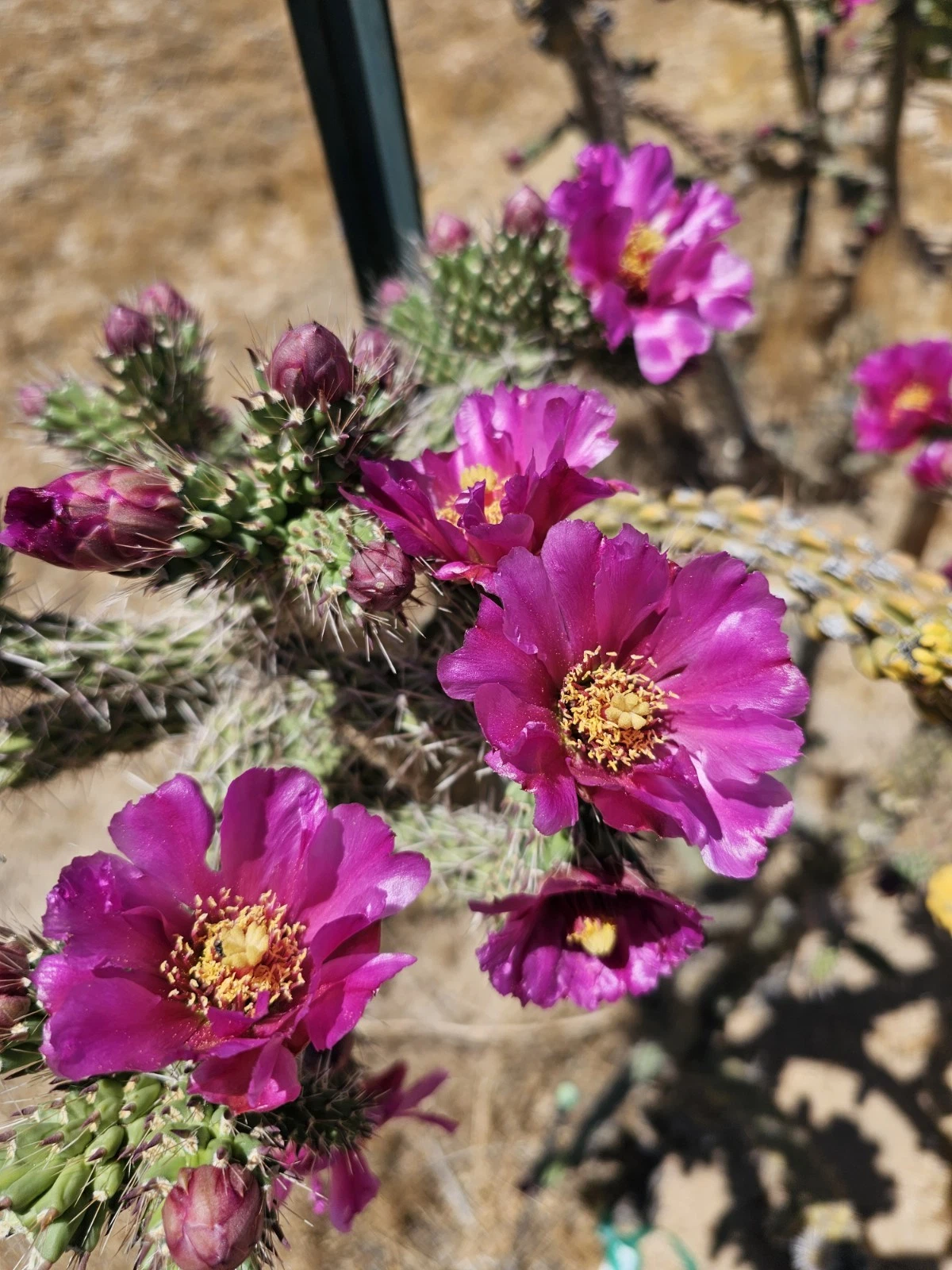 Cylindropuntia imbricata Tree Cholla Cactus Cuttings – 12 Fresh 4–6" Drought-Tolerant Desert Garden Propagation