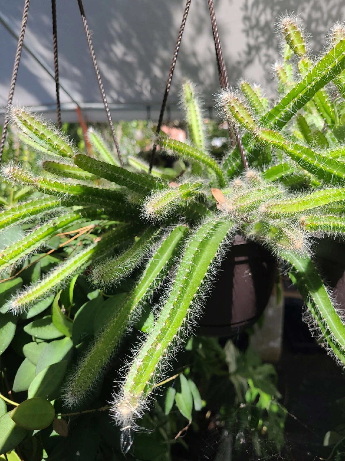 Selenicereus Testudo Cuttings – 4 Live Dog Tail Medusa Cactus Cuttings, Trailing Succulent Cactus for Planting
