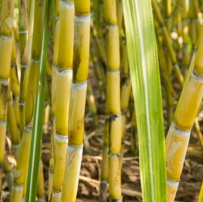 Yellow Sugarcane Cuttings – 20 Live Saccharum Officinarum Stalk Pieces, 18" Long with 3–4 Nodes Each for Planting & Garden Growing