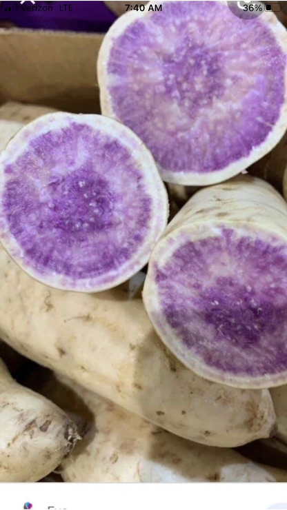Okinawa Purple Sweet Potato Slips for Planting – 15 Unrooted Cuttings, Organic Grown Khoai Lang