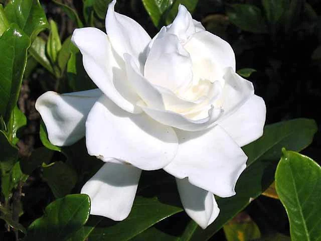 Gardenia Bush Live Plants – Gardenia jasminoides Cape Jasmine, 2 Rooted Shrubs with White Flowers, 6 Inches Tall
