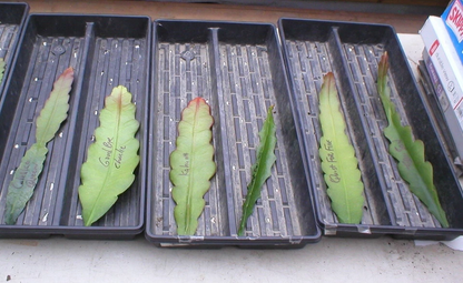 Epiphyllum Alakazam Orchid Cactus Cuttings – Live Epiphyllum Plant Starts for Propagation, Night Blooming Cactus