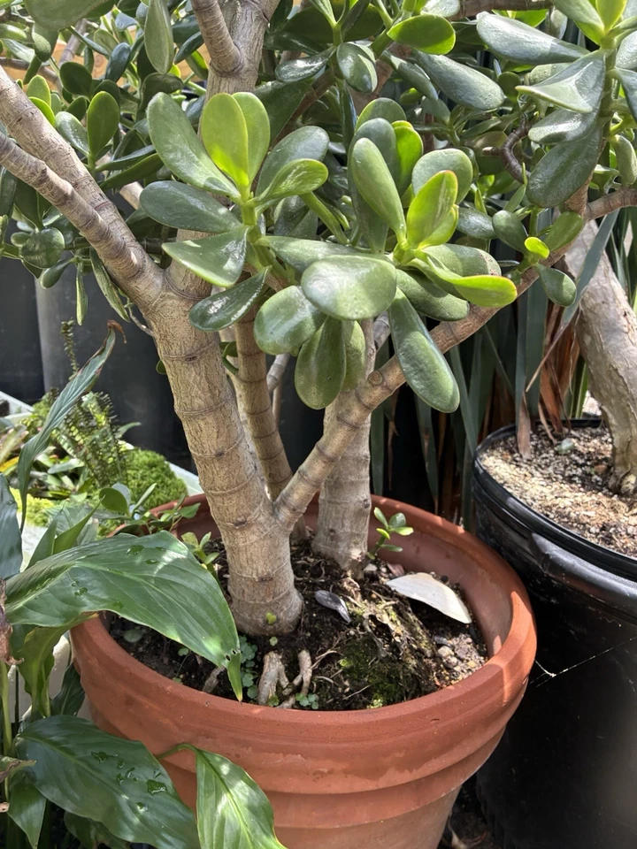 Jade Plant Cuttings Set – Crassula Ovata Small & Large Leaf Succulent Unrooted Propagation Cuttings 4-6 Inches