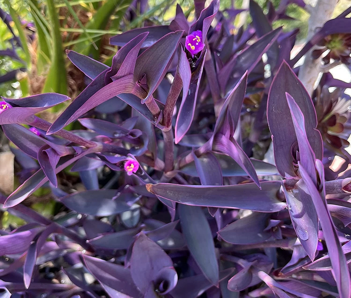 Purple Heart Wandering Plant Cuttings – 5 Tradescantia pallida Live Stems for Planting or Propagation