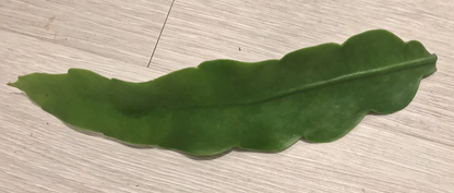 Queen of the Night Cuttings – 2 Live Epiphyllum Oxypetalum Orchid Cactus Stems, Easy-Rooting Night-Blooming Plant + Free Gift