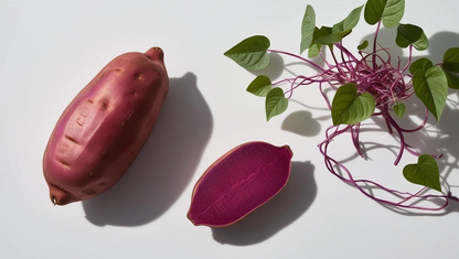 Japanese Purple Sweet Potato Slips – 10 Live Ipomoea batatas Cuttings, Purple Sweet Potato Plants for Planting