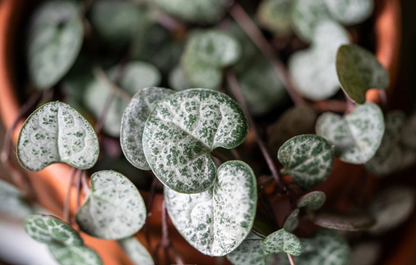 String of Hearts Unrooted Cuttings – 3 Strand Ceropegia woodii Trailing Houseplant Cuttings for Propagation