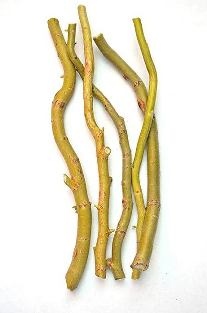 Corkscrew Willow Cuttings – 50 Live 8–12 Inch Salix Matsudana Tortuosa Cuttings for Rooting and Garden Planting