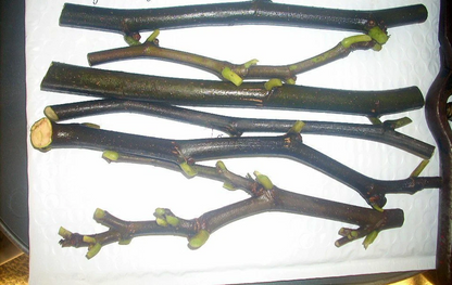 Marseilles Black Fig Tree Cuttings – 7 Live Ficus carica Hardwood Cuttings for Propagation and Planting