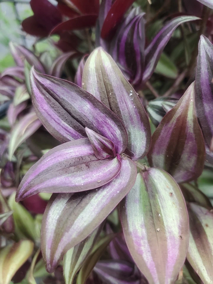 Tradescantia Zebrina Cuttings – 15 Wandering Jew Tip Cuttings 12 Inch Long with Aerial Roots