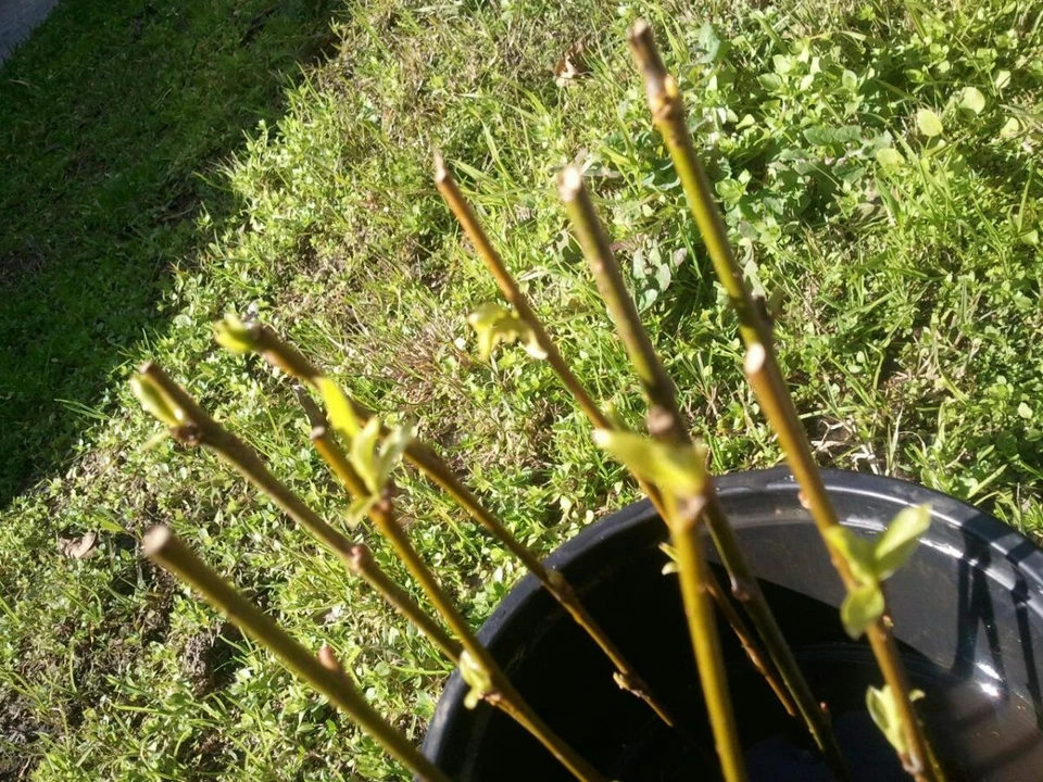 Forsythia Cuttings – 10 Live Unrooted Forsythia Stems, 5 to 8 Inch Flowering Shrub Cuttings for Propagation