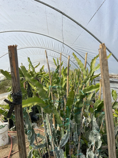 Maria Rosa Dragon Fruit Cuttings – Mature Pitaya Plant Cuttings for Planting, Hylocereus Variety