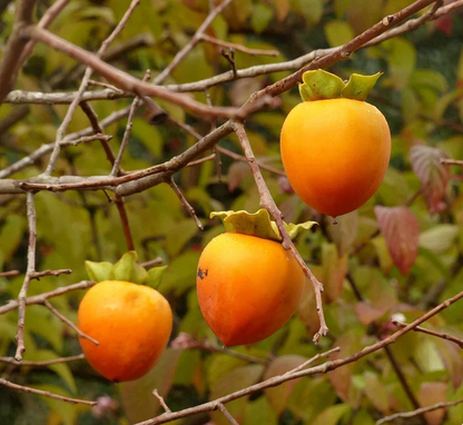 Hachiya Japanese Persimmon Cuttings – 5 Unrooted Diospyros Kaki Branch Cuttings for Fruit Tree Propagation