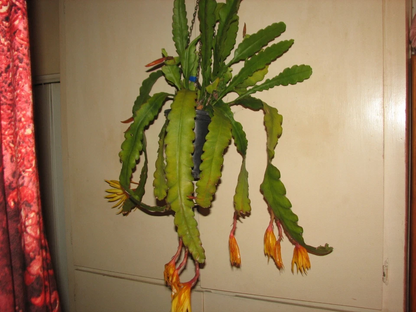 Epiphyllum ‘Frühlings Gold’ Orchid Cactus Cutting – Unrooted Epiphytic Cactus Plant