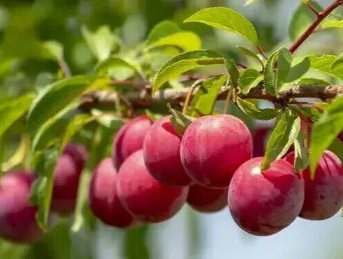 Unrooted Plum Fruit Tree Cuttings – 13 Live Prunus spp. Propagation Stems for Home Garden and Container Growing
