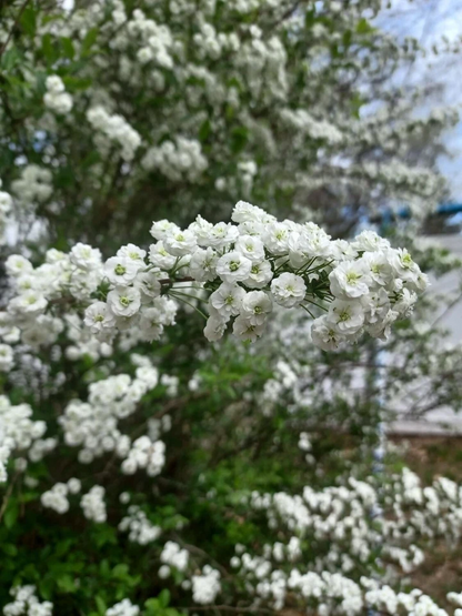 Bridal Wreath Spirea Cuttings Unrooted, Flowering Shrub Propagation Stems for Garden Bush Set of 10