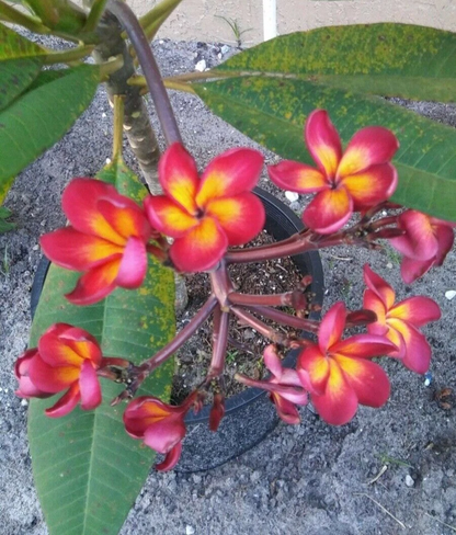 Jamaican Fire Plumeria Cutting 3 Tip Unrooted Frangipani for Propagation Tropical Flower Plant