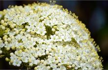 Elderberry Unrooted Cuttings – 10 Sambucus spp. Wild Type Cuttings for Propagation and Garden Growing