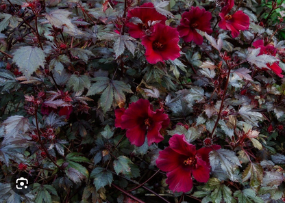 Mahogany Splendor Hardy Hibiscus Rooted Starter Plant – Red Leaf Hibiscus moscheutos Perennial Garden Plant