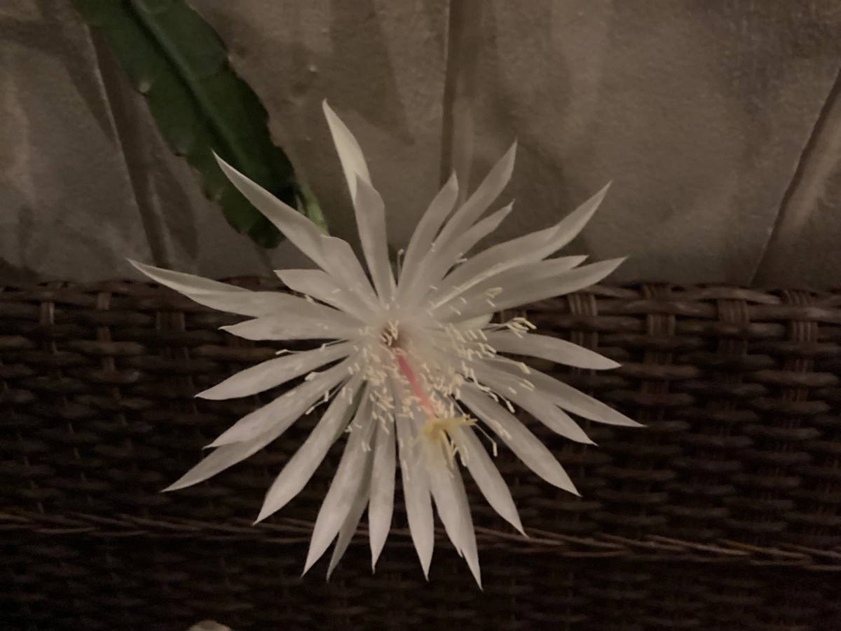 Night Blooming Cereus Cuttings Epiphyllum oxypetalum Orchid Cactus 3 Unrooted 4-11 Inch Indoor/Outdoor Plant