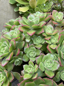 Unrooted Aeonium Pinwheel Succulent Cuttings – 5 Pack, 3-Inch Rosettes, Propagation, Aeonium arboreum, Rosette-forming, Green