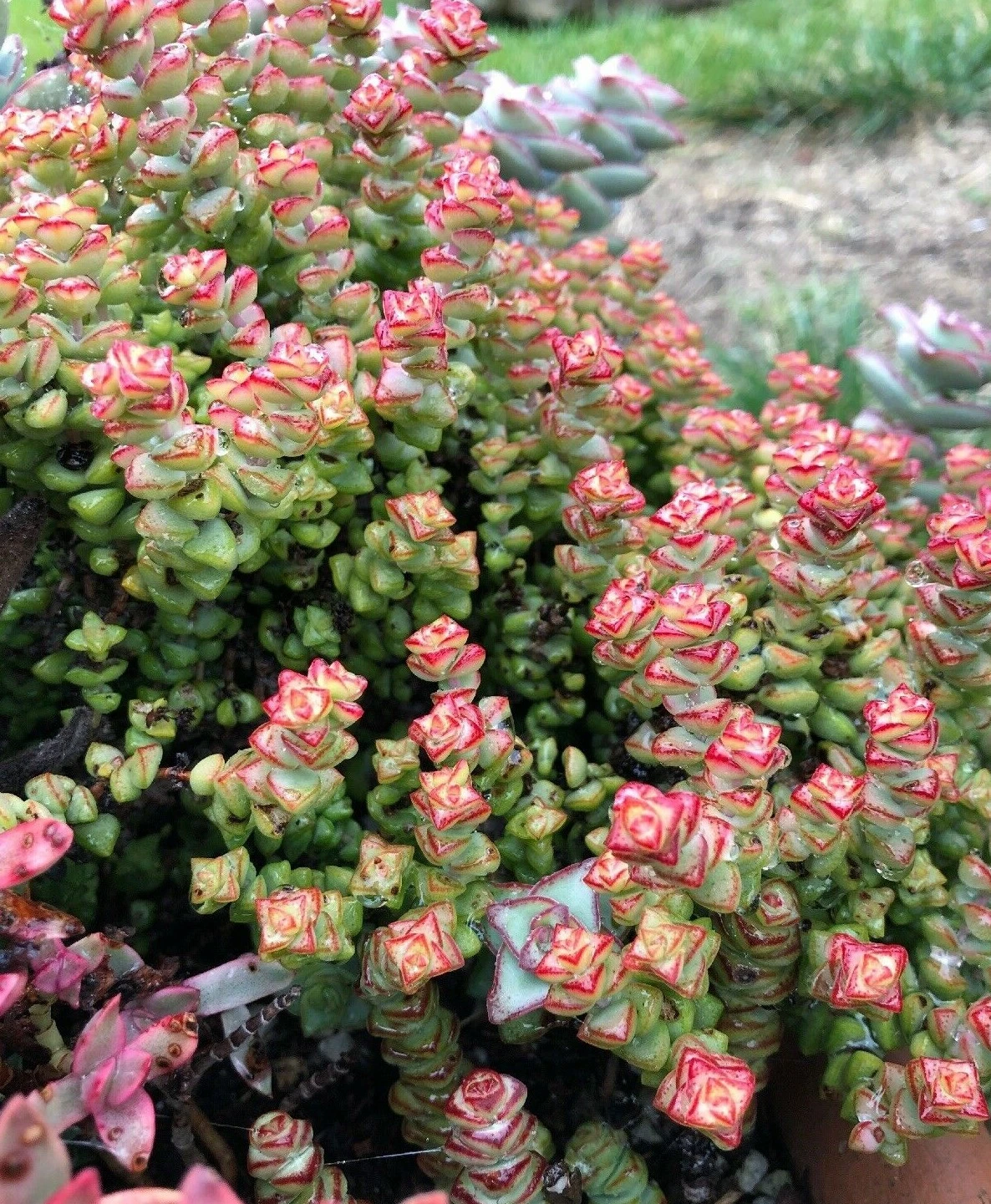 Crassula Tom Thumb Succulent Cuttings – 2 Live Mini Jade Plant Propagation, Compact 3-4 Inch Unrooted Cuttings