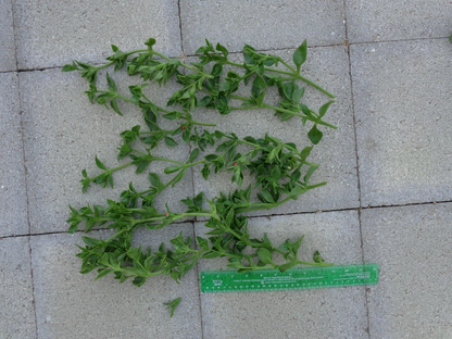 Aptenia cordifolia Cuttings – 10 Unrooted 6 Inch Baby Sunrose Red Apple Ice Plant, Red Pink Succulent
