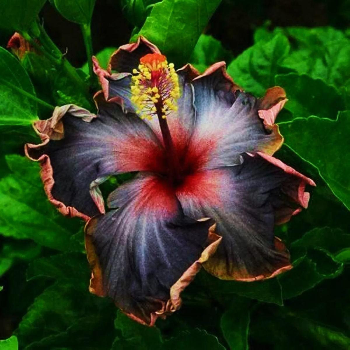 Hibiscus moscheutos Cuttings – 7 Live Unrooted Rose Mallow Hardy Hibiscus Starter Plants, Malvaceae Perennial Garden Propagation