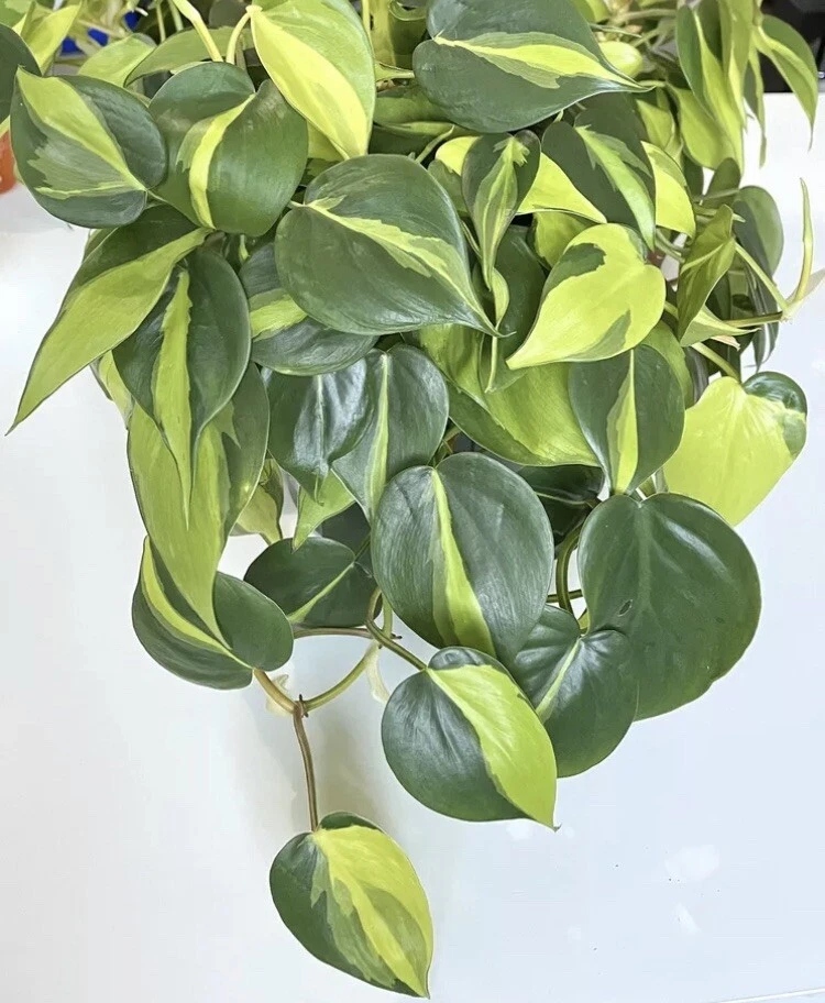 Philodendron Brasil Cuttings – Unrooted Propagation Plant with Variegated Green and Yellow Foliage, Indoor Houseplant, Philodendron hederaceum