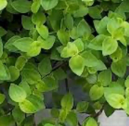 Dwarf Tradescantia repens Cuttings – 50 Unrooted Propagation Plantlets for Hanging Baskets & Containers