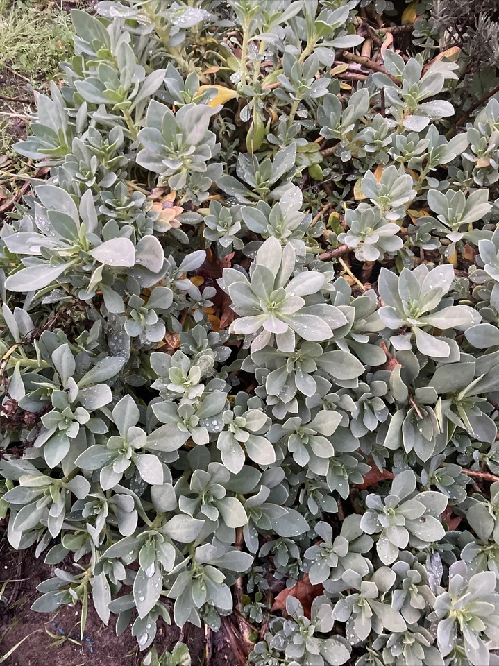 Calandrinia Spectabilis Rock Purslane Succulent Cuttings 6 Inch Live Plants for Propagation Set of 5