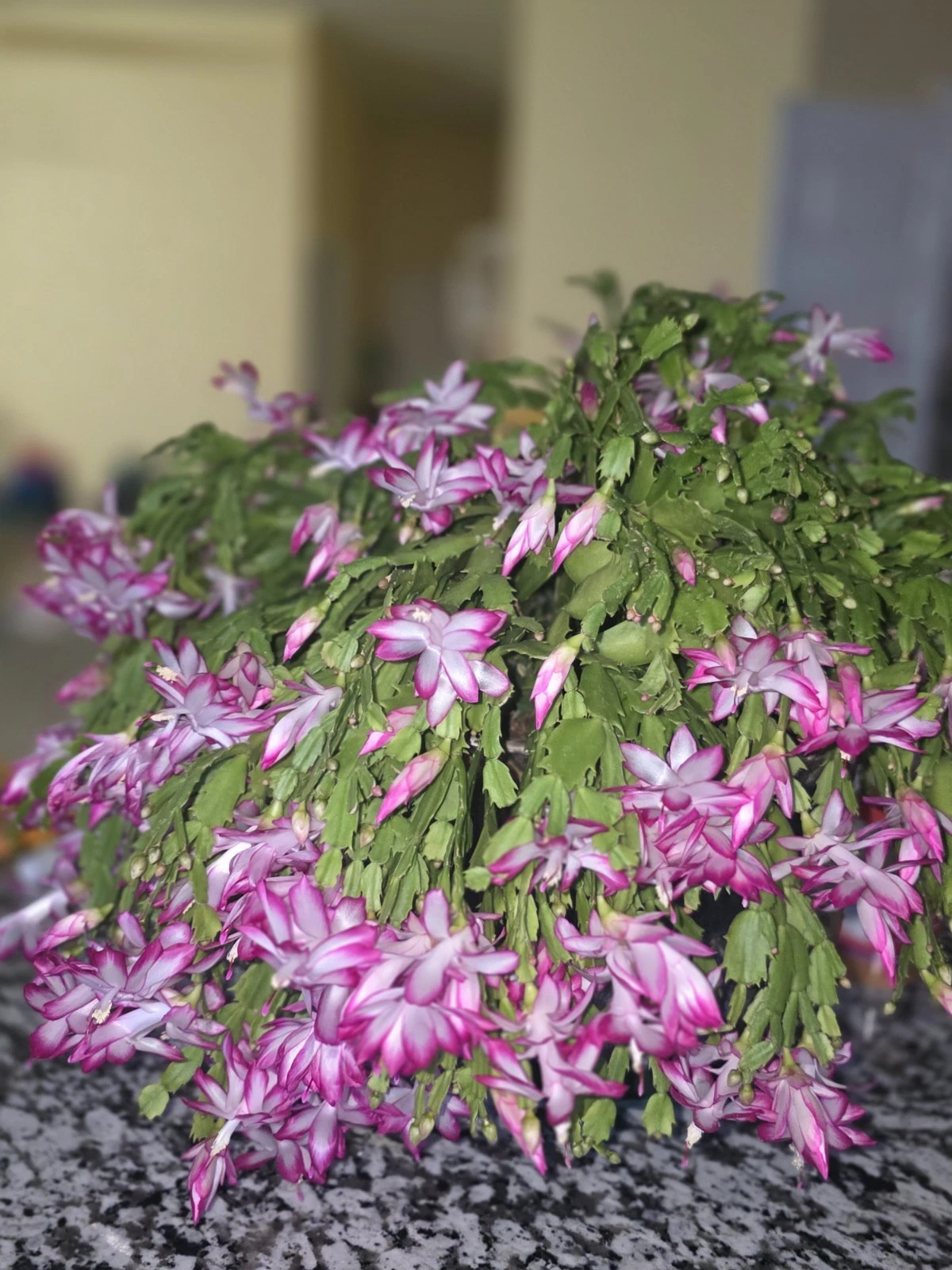 Christmas Cactus Cuttings 20 Unrooted Schlumbergera Houseplant for Propagation, Indoor Holiday Plant