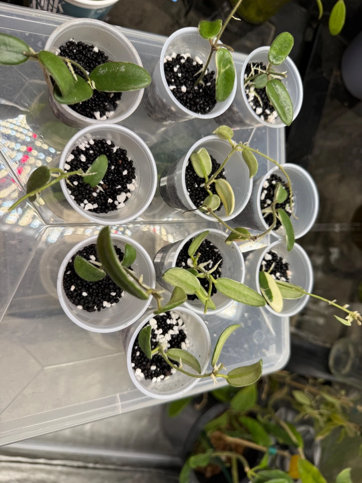 Hoya lyi Prism Cuttings – Variegated Trailing Indoor Houseplant in Rooting Process, Rare Tropical Hoya Plant Cuttings