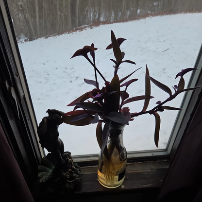 Purple Heart Plant Cuttings – 10 Live Tradescantia Pallida Cuttings, Purple Foliage Trailing Houseplant